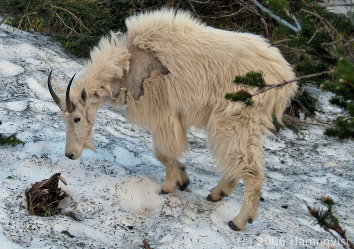 Mountain goat
