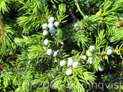 Juniper?