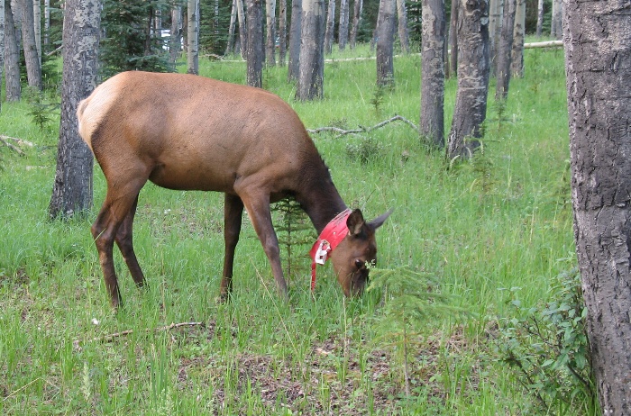 Grazing Elk