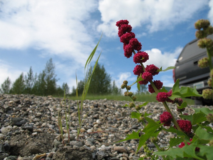 A flower by the side of the road