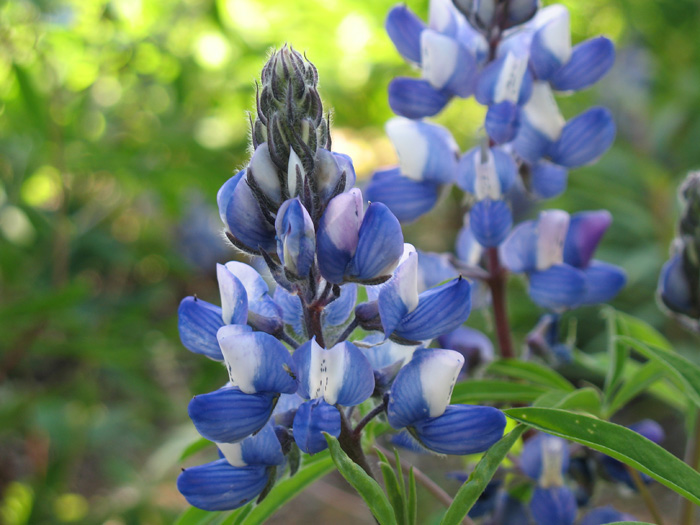 Flowers at the campground