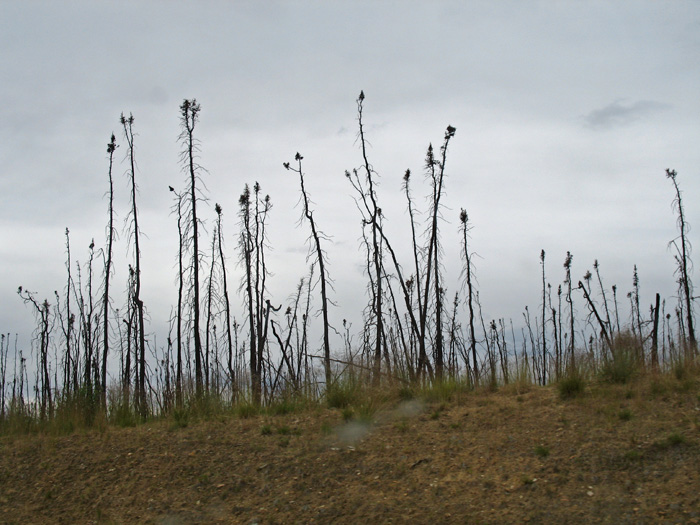 This is what is left after a forest fire