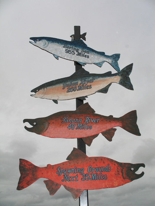 Where to find the Salmon