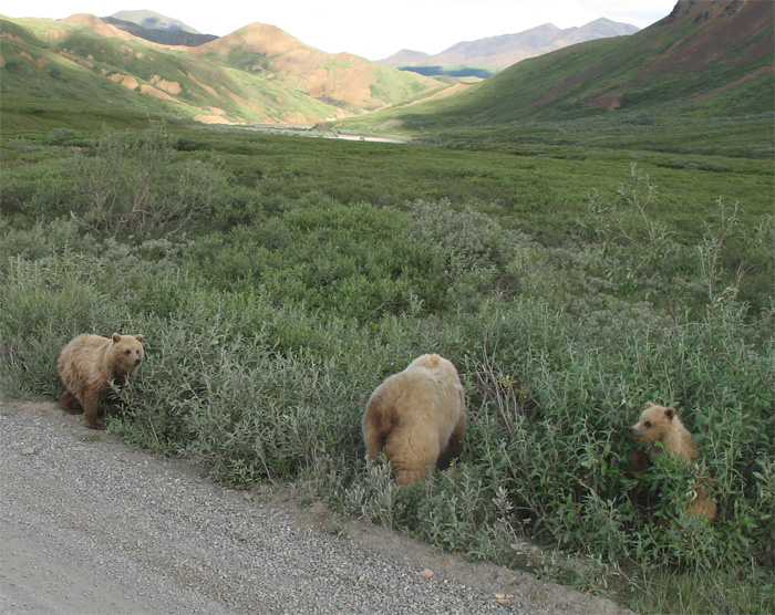 We spot numerous Grizzly bears. Here, a mother with her two cubs