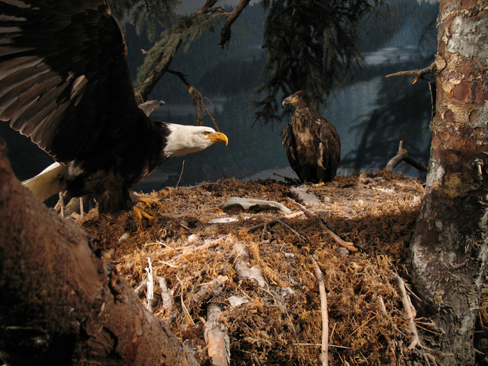 Alaska wildlife, stuffed style