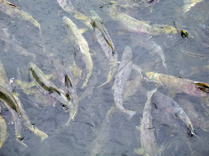 This is what we saw all around the dock