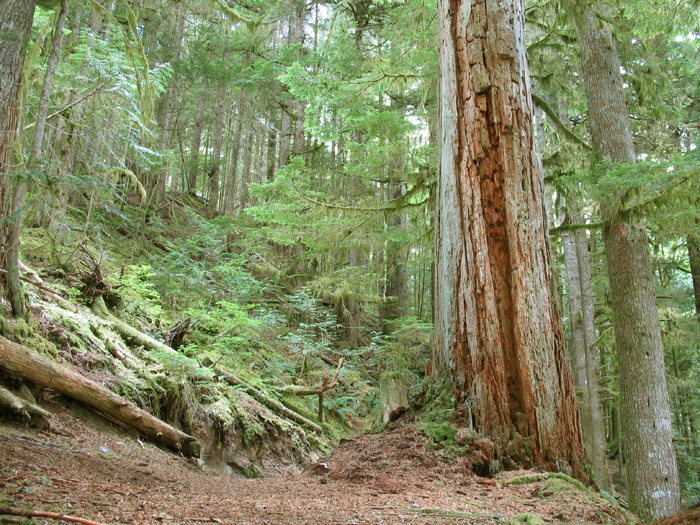 An example of what you might see along the hiking trail