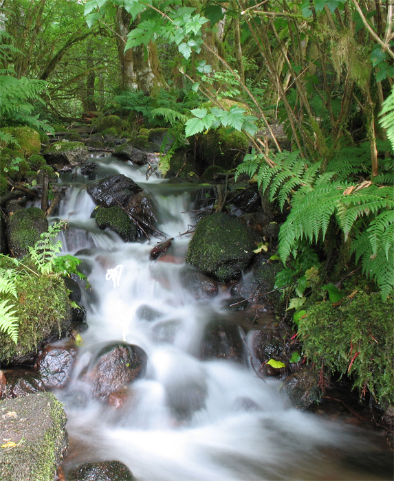 A small creek flow from the rain forest out into Alice Lake