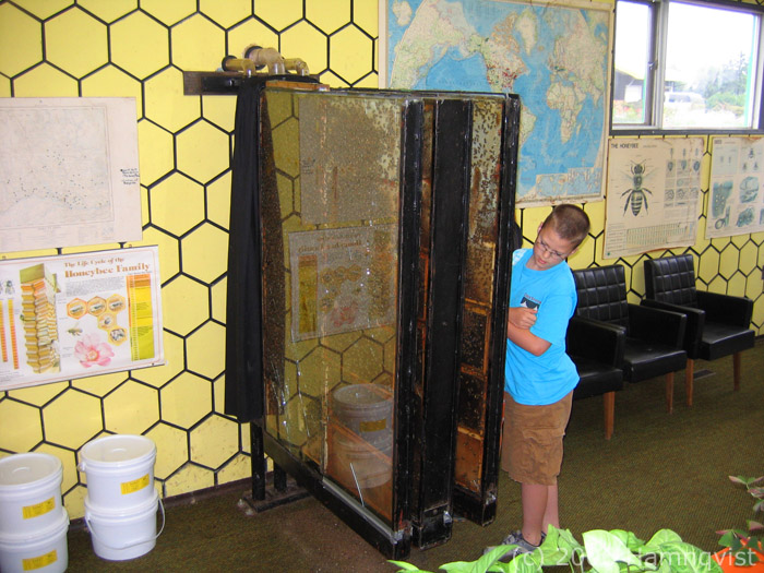 Karl is exploring bee hives in glass