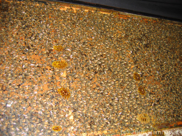 Lots of bees, wax and honey