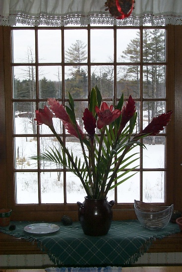 Flowers from Guadeloupe looking out at the unfamiliar snow