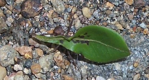 Leaf carrying ant on the trail