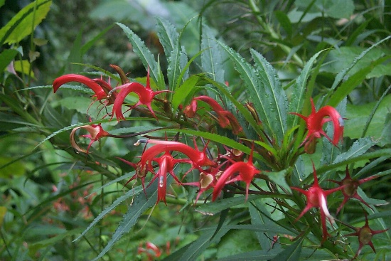 Nice flower seen along the trail