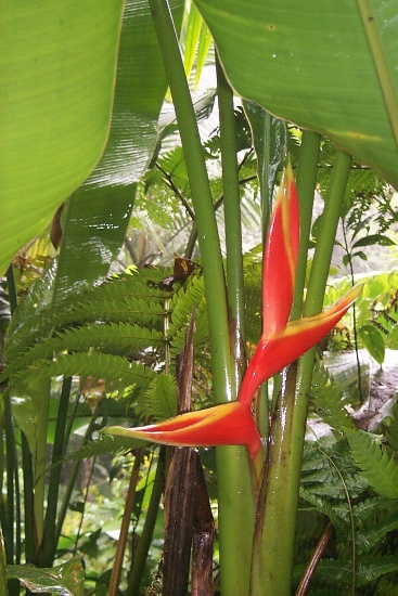A beautiful flower along the trail