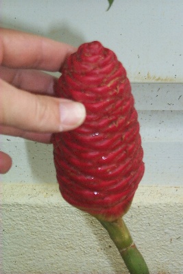 The "flower" of the ginger plant