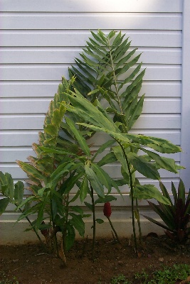 Ginger plant