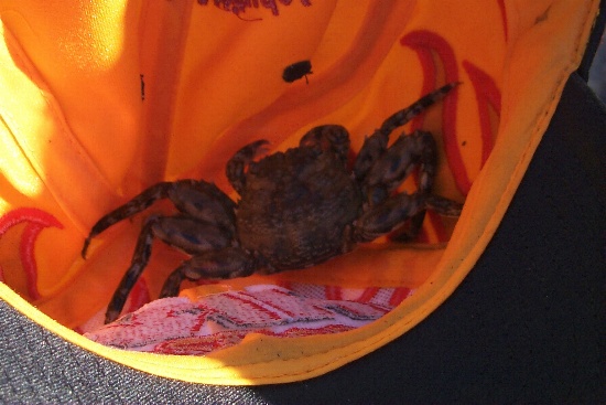 A crab in a hat