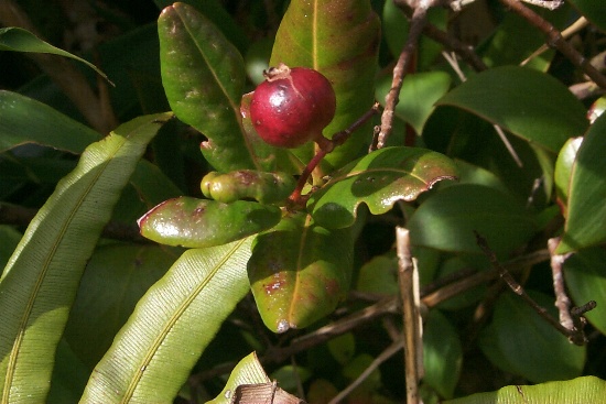 Small berries along the trail as we got ready to return down