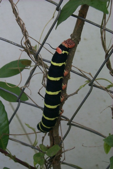 A huge caterpillar