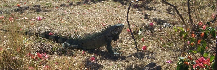 An Iguana on the ground inside the Fort
