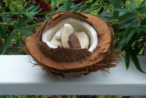 A coconut, opened at the bungalows