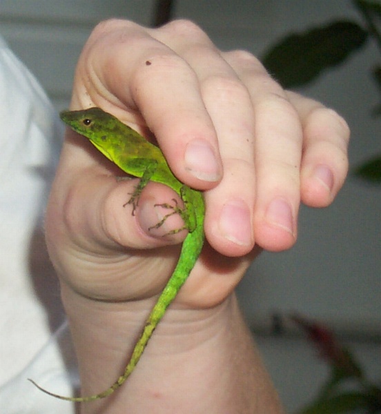 Isabella can't keep her hands away: a lizard