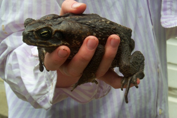 Isabella finds a stinky toad that pees on her