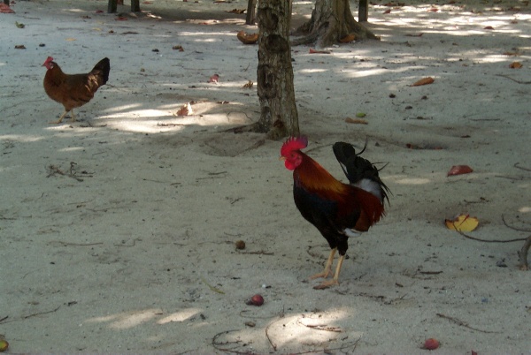 Free roaming chickens on Ilet de Gossier