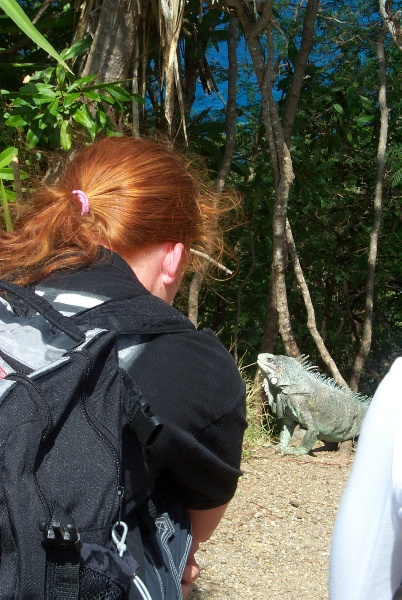 Isabella, looking at an iguana