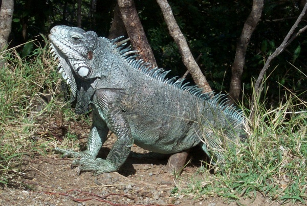 The same iguana, a bit closer up