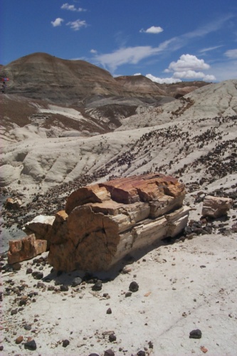 A petrified log on the backdrop of blue clay