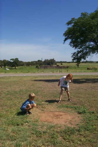 Fire ants.. 