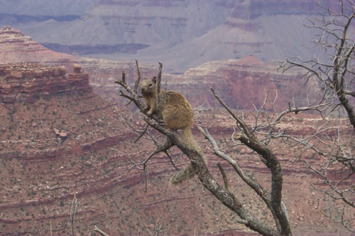 Animal life along the rim